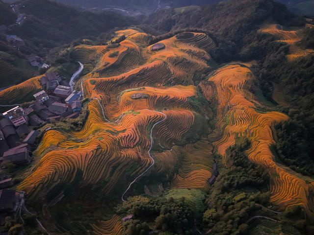 龙脊  梯田  水稻  丰收   风景  自然  旅游  金秋