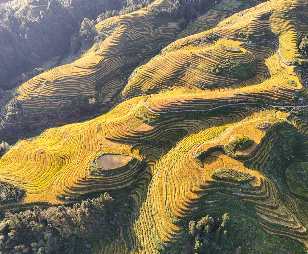 龙脊  梯田  水稻  丰收   风景  自然  旅游  金秋