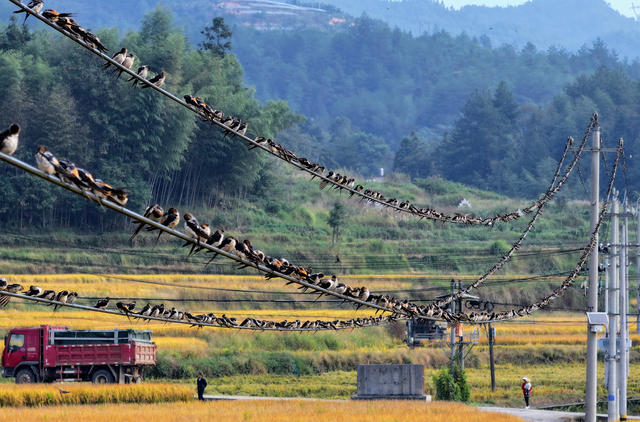 湖南桂东 燕子 云集 酷 秋景