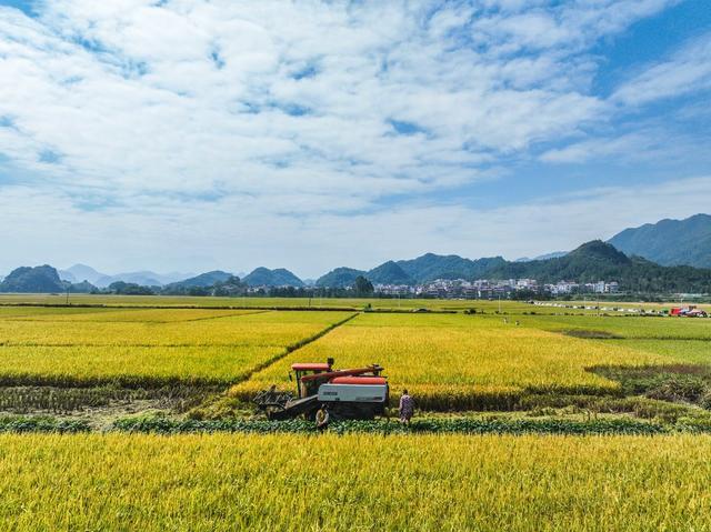 晚稻
宁远
田园
