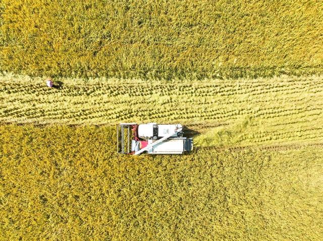 晚稻
宁远
田园
