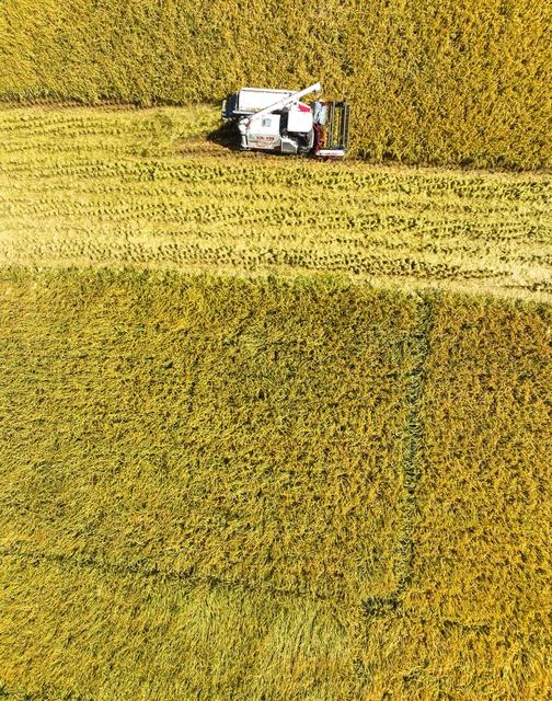 晚稻
宁远
田园

