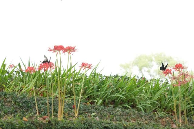 花香蝶自来
一粒种子改变世界
安江农校纪念园
