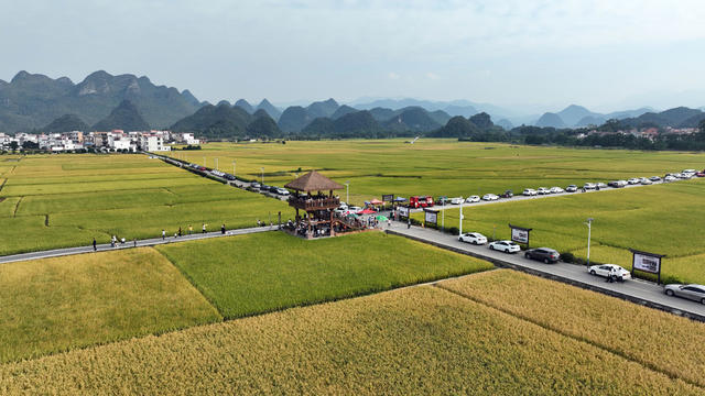 晚稻 旅游