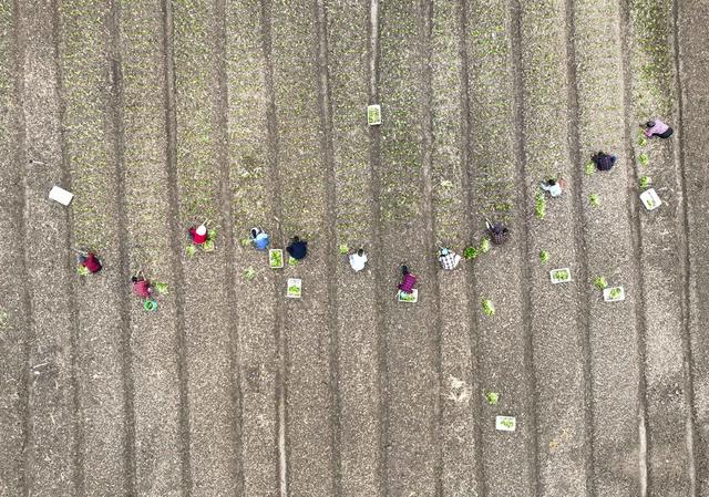 农事
寒露
蔬菜
道县