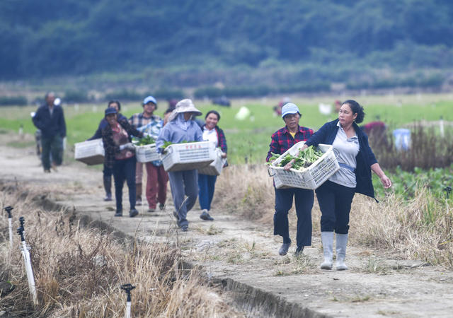 农事
寒露
蔬菜
道县