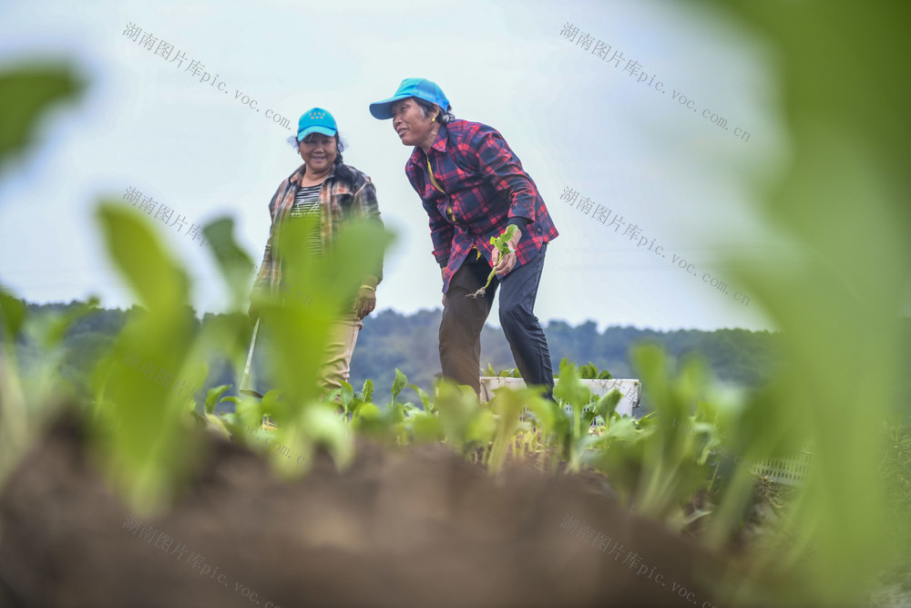 农事
寒露
蔬菜
道县