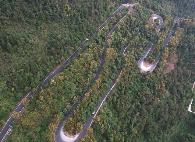   栾树开花     秋色渐浓