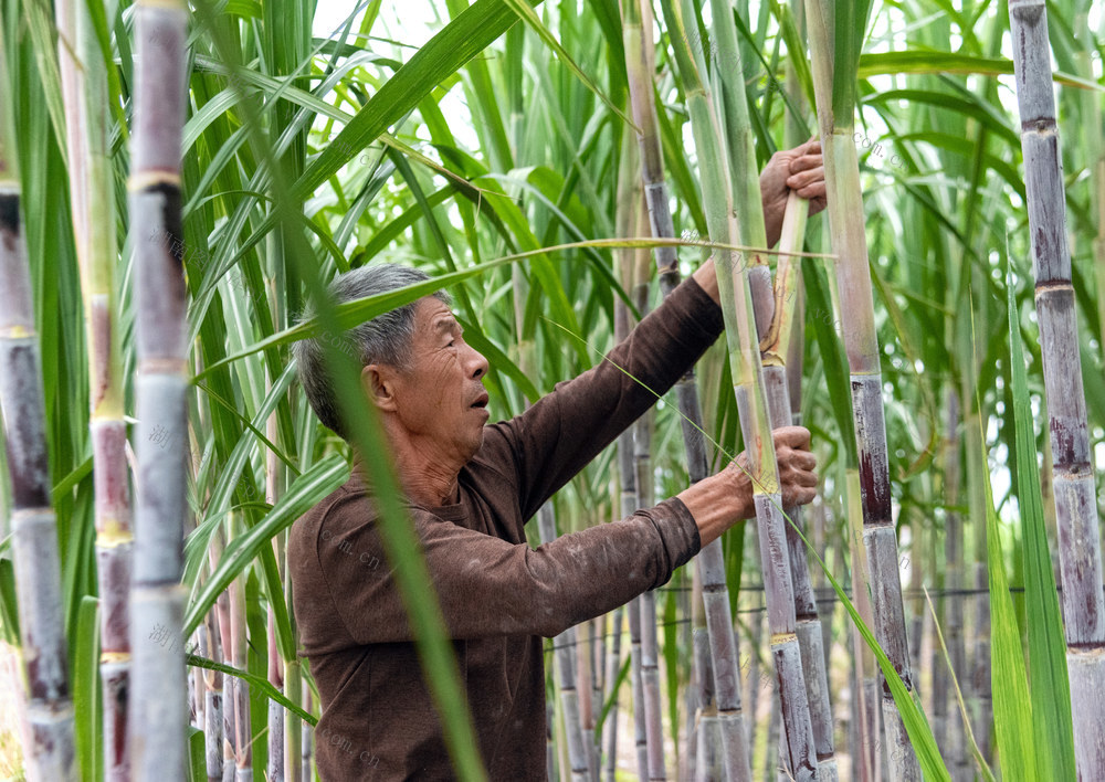 甘蔗 管护忙