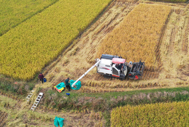 嘉禾：晚稻收割忙