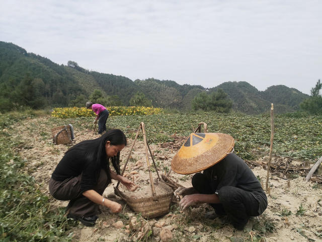 “订单红薯” 农民增收