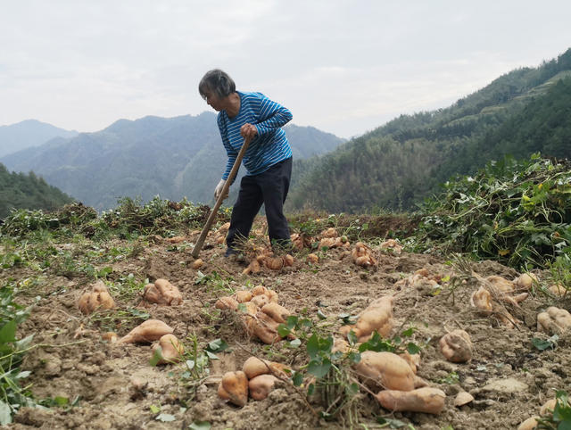 “订单红薯” 农民增收