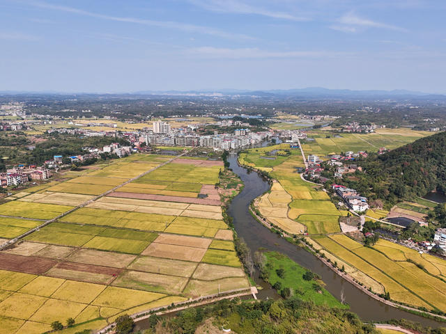 晚稻  水稻  丰收  画卷  金黄  金秋  飘香