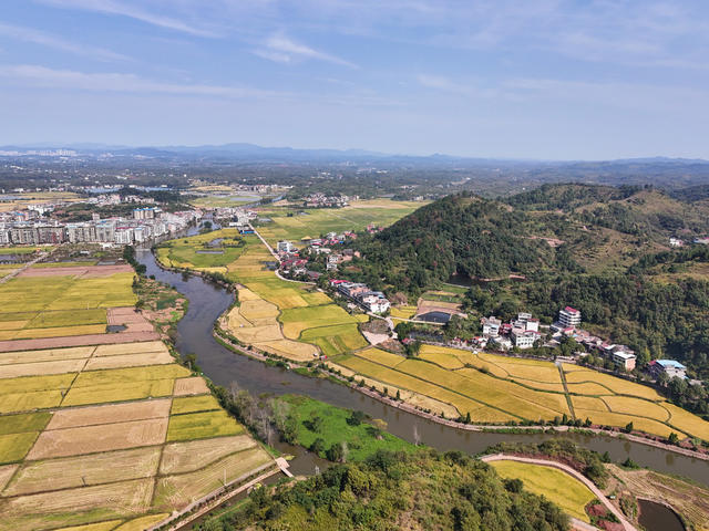 晚稻  水稻  丰收  画卷  金黄  金秋  飘香
