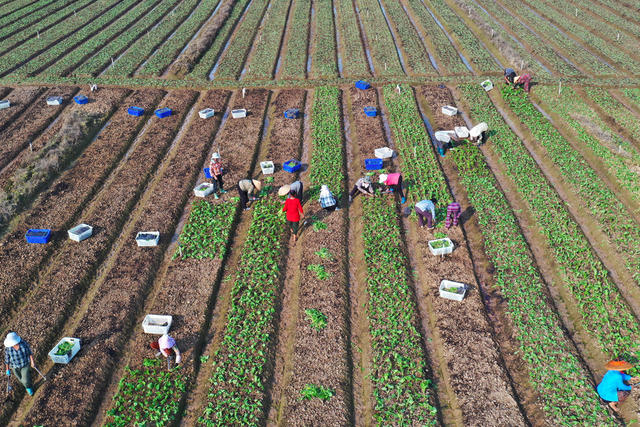 嘉禾：寒露时节农事忙