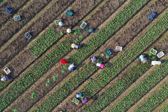 嘉禾：寒露时节农事忙
