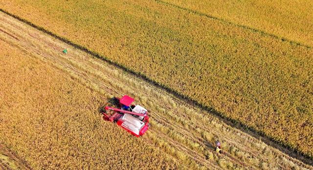 湖南  常宁  晚稻  收割