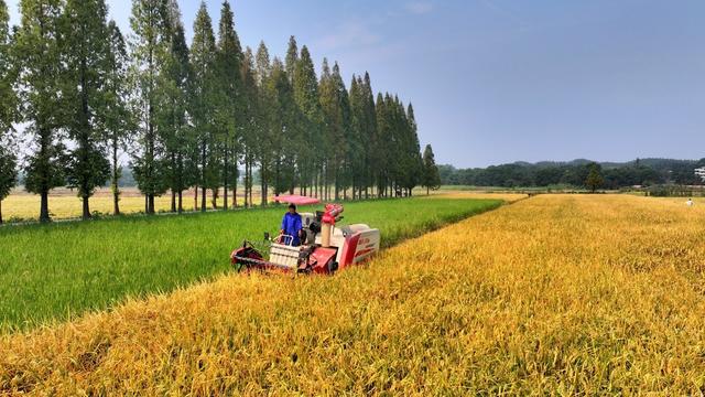 湖南  常宁  晚稻  收割