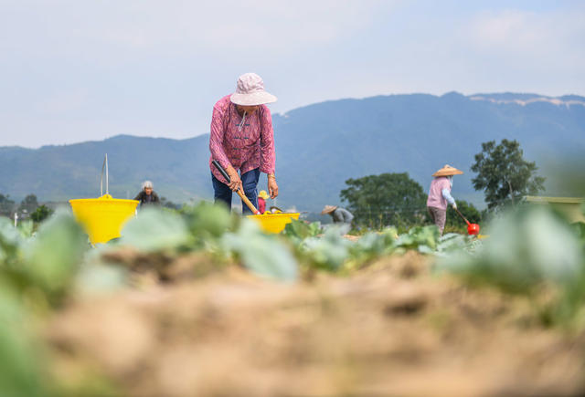 寒露
节气
道县
蔬菜