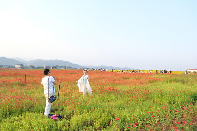 百日菊 旅客 观赏 风景