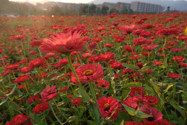百日菊 旅客 观赏 风景