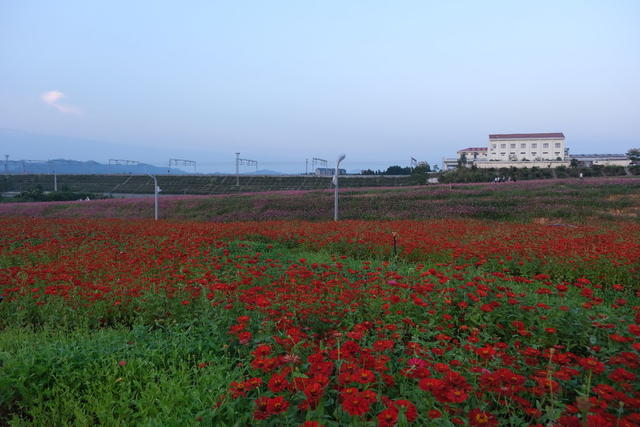 百日菊 旅客 观赏 风景