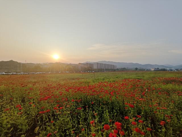 百日菊 旅客 观赏 风景