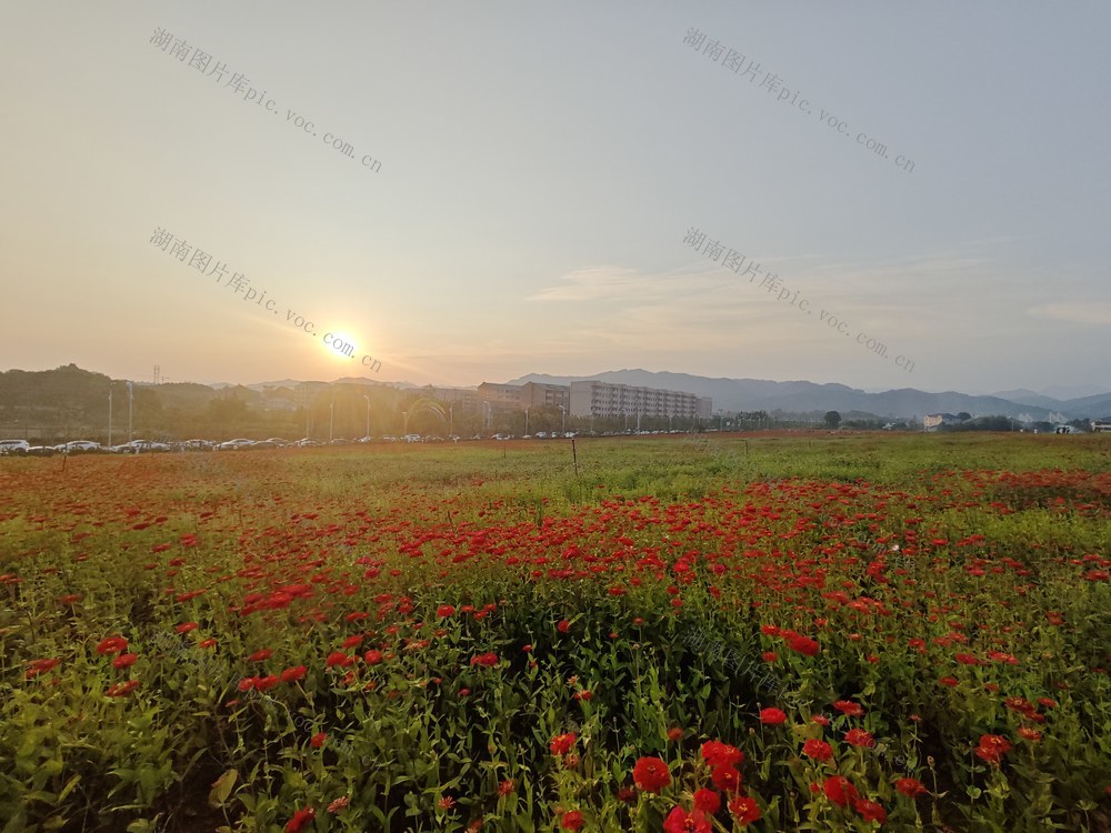 百日菊 旅客 观赏 风景