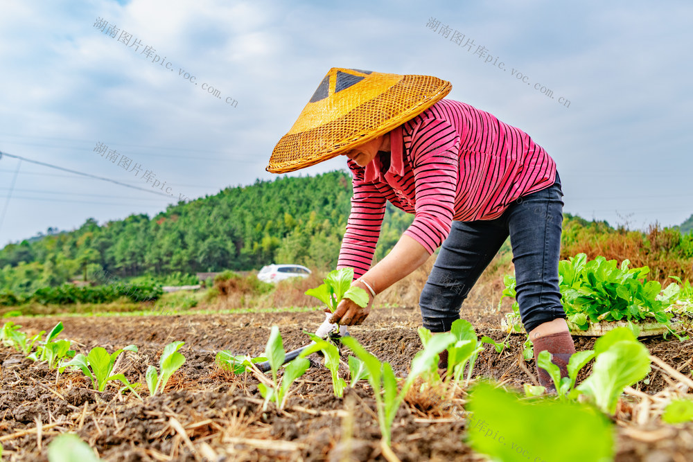 寒露节气  蔬菜种植  农民增收