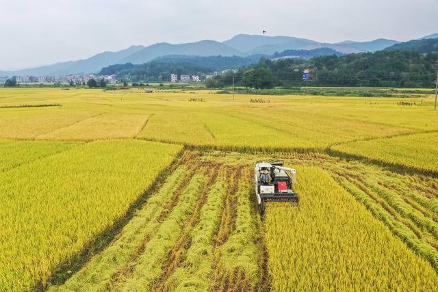 晚稻 稻田 稻谷 乡村 丰收 粮食 寒露