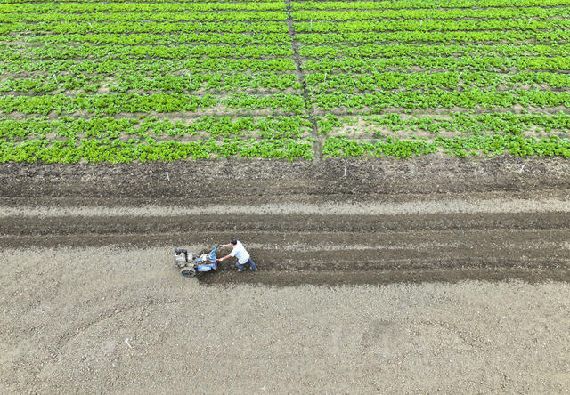 寒露  农事  晚稻  收割  秋收 秋种