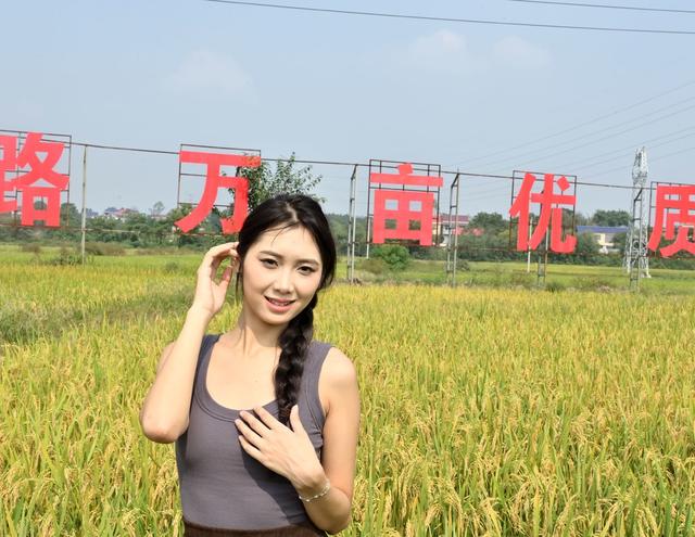 又闻稻花香