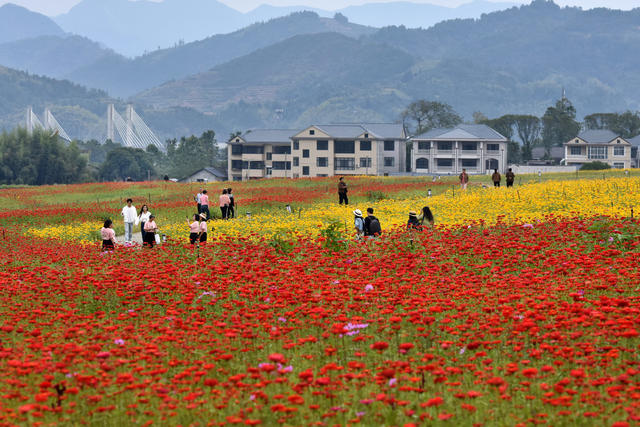 菊花开 游客来