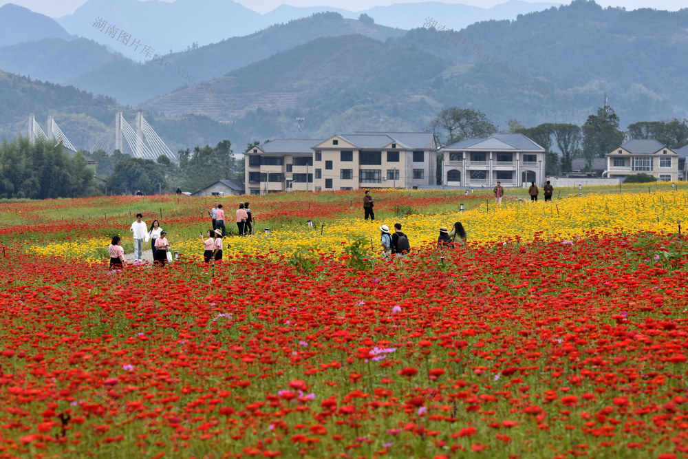 菊花开 游客来