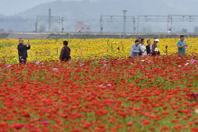 菊花开 游客来