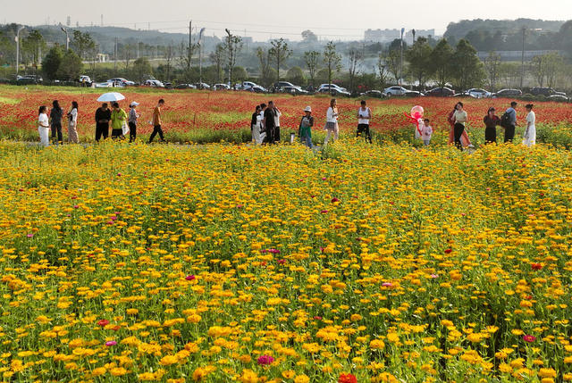 菊花开 游客来