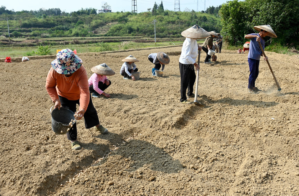 种植业  特色产业 百合 增收致富 农业 农村 播种 种植 农民 