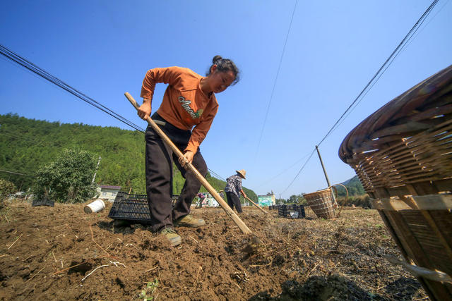 湖南，龙山，秋种，秋收，采挖，栽种，百合花，种子，油菜，农时，晴好天气