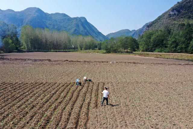 湖南，龙山，秋种，秋收，采挖，栽种，百合花，种子，油菜，农时，晴好天气