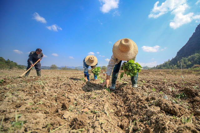 湖南，龙山，秋种，秋收，采挖，栽种，百合花，种子，油菜，农时，晴好天气
