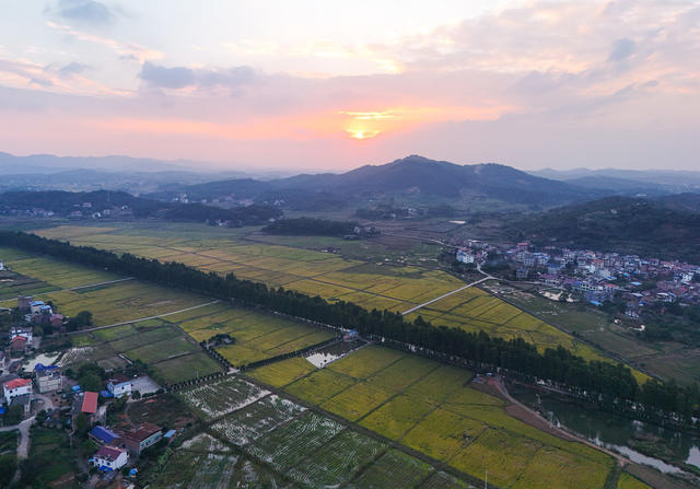 金秋  晚稻  丰收  田园  高标准农田  和美乡村