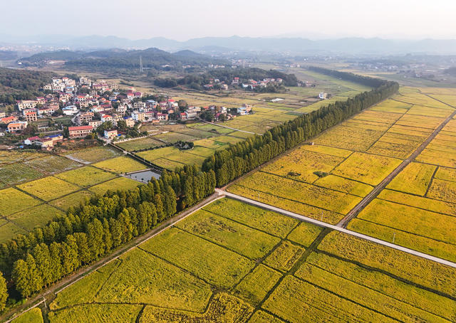 金秋  晚稻  丰收  田园  高标准农田  和美乡村