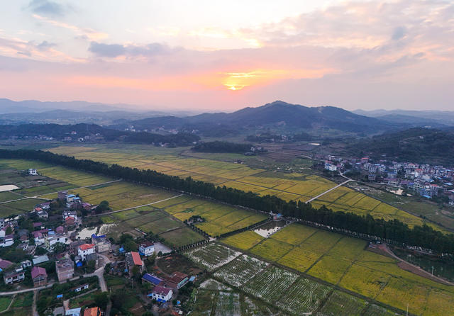 金秋  晚稻  丰收  田园  高标准农田  和美乡村