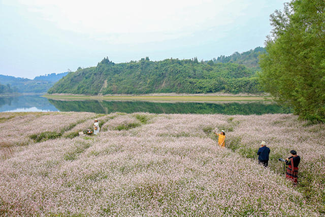 湖南，龙山，湿地，花开，辣蓼草花，游人，清香，赏花，打卡，拍照