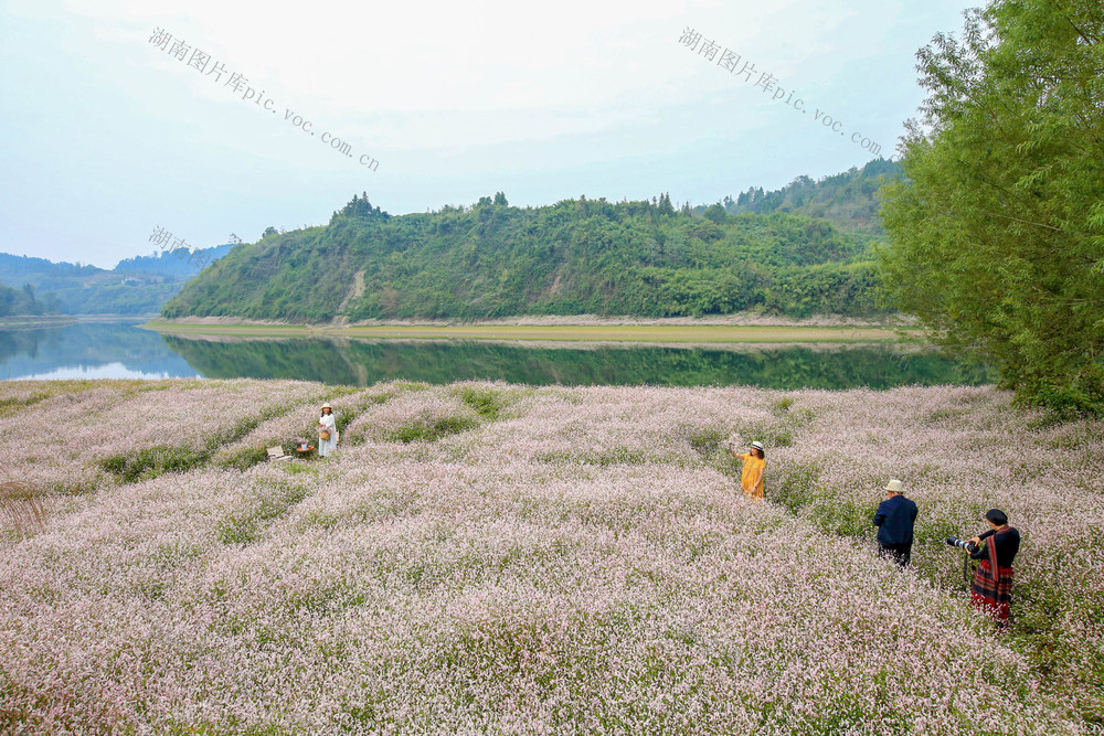 湖南，龙山，湿地，花开，辣蓼草花，游人，清香，赏花，打卡，拍照