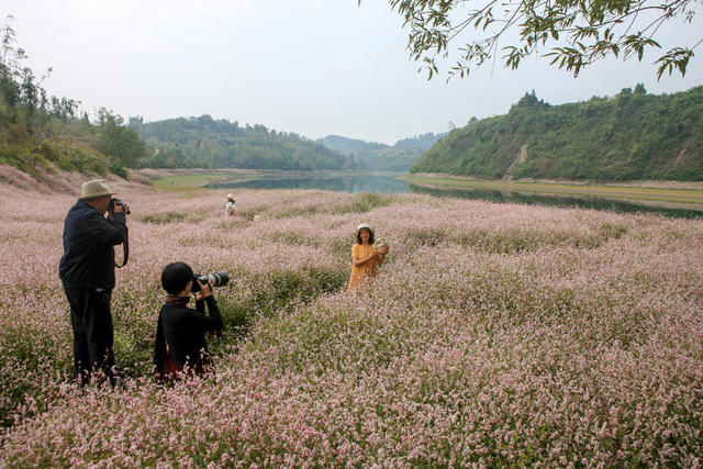 湖南，龙山，湿地，花开，辣蓼草花，游人，清香，赏花，打卡，拍照