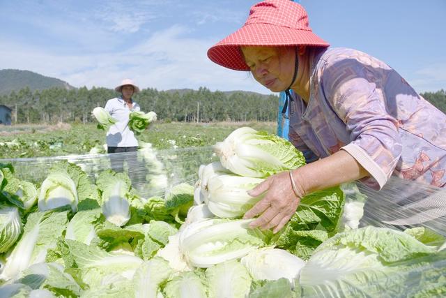 供港蔬菜采收忙