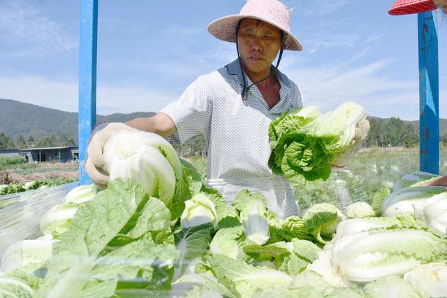 供港蔬菜采收忙