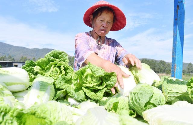 供港蔬菜采收忙