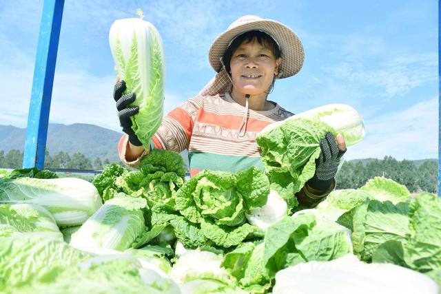 供港蔬菜采收忙